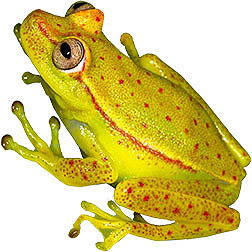 Polka-dot Tree Frog